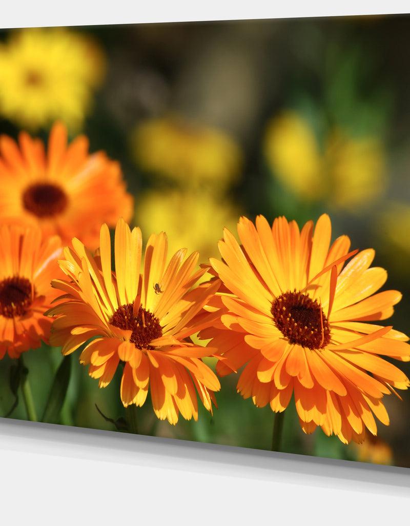 Designq Blooming Orange Marigold Flowers - Extra Large Floral Canvas Art
