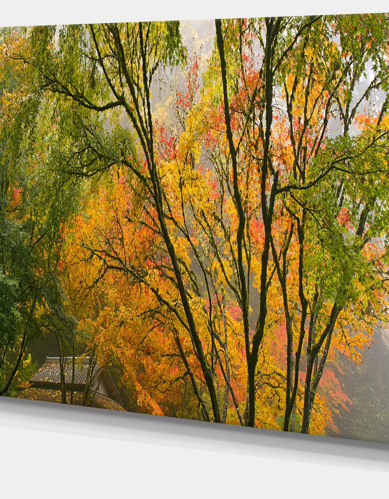Designq Canopy Of Maple Trees In Fall Floral Photo Canvas Print