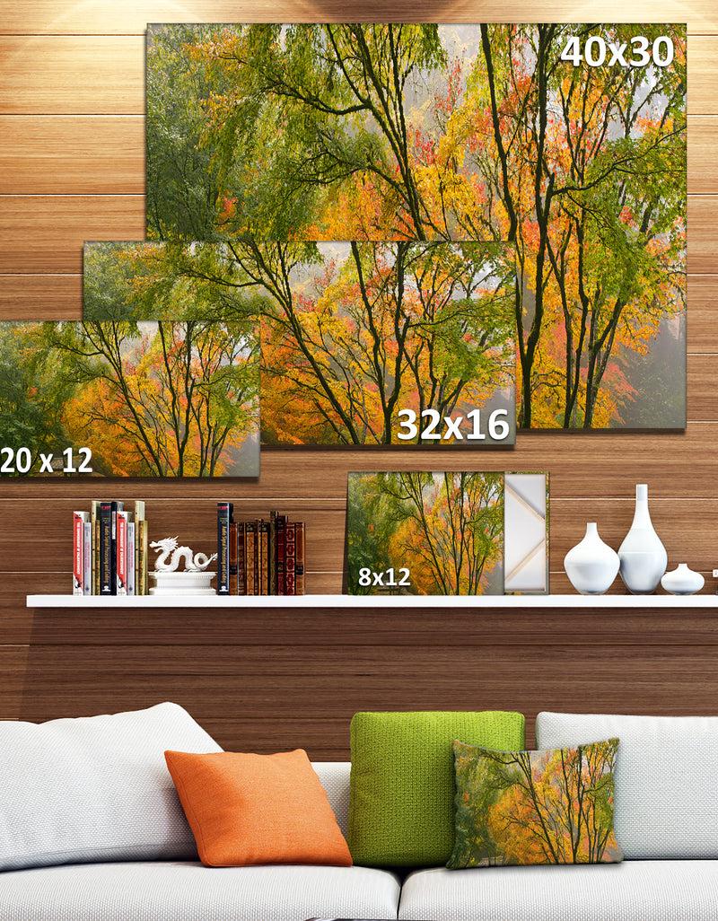 Designq Canopy Of Maple Trees In Fall Floral Photo Canvas Print