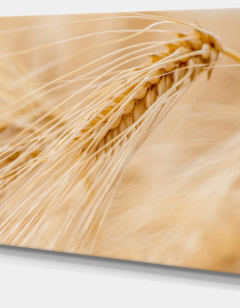 Designq Cereal Plants Barley - Floral Canvas Wall Art