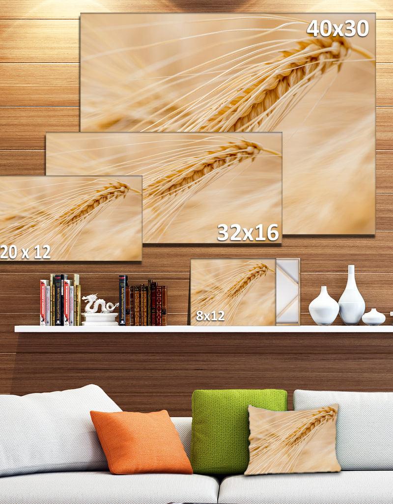 Designq Cereal Plants Barley - Floral Canvas Wall Art