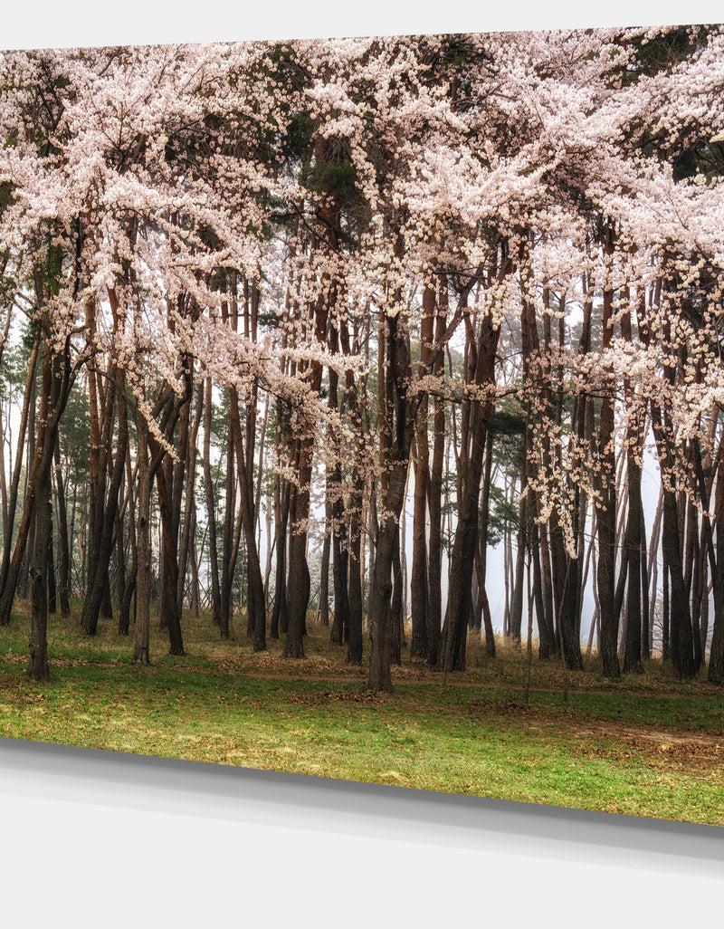 Designq Cherry Blossoms In Pine Tree - Extra Large Landscape Canvas Art Print