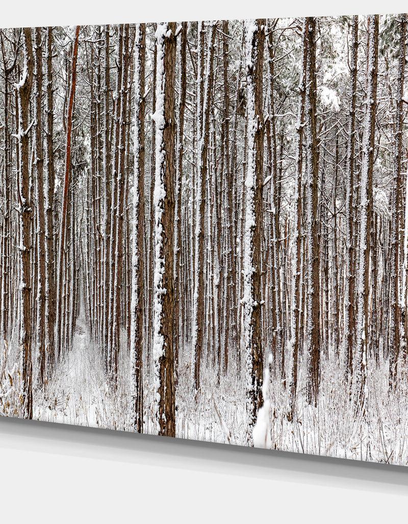 Designq Dense Pine Forest In Winter - Large Landscape Canvas Art Print