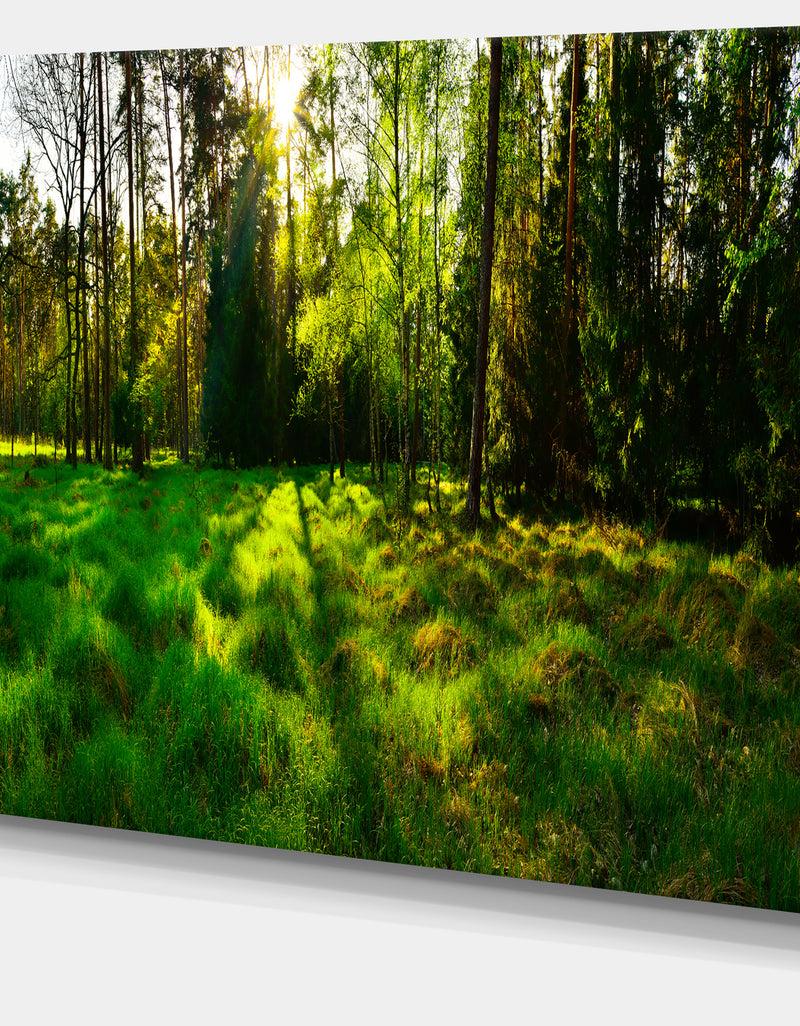 Designq Green Forest Sunset Panorama - Landscape Artwork Canvas