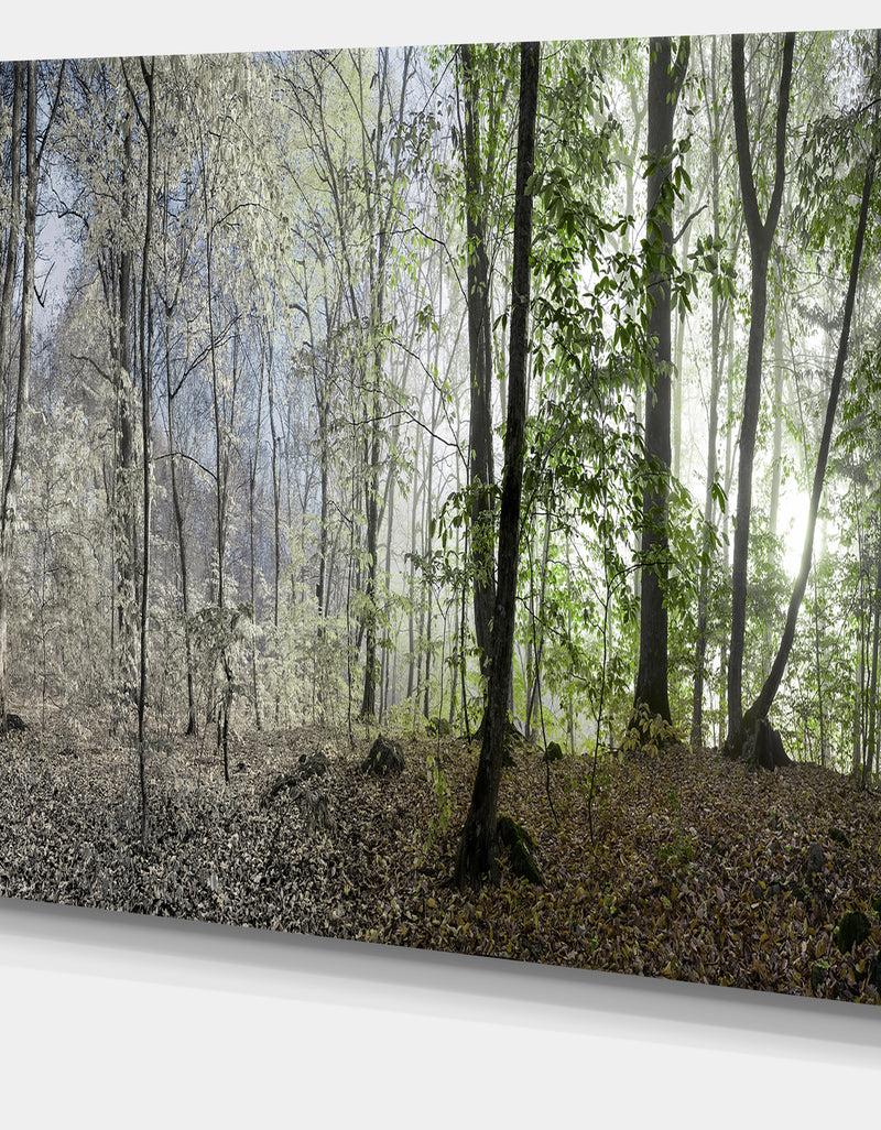 Designq Green Morning In Forest Panorama - Landscape Large Canvas Art Print