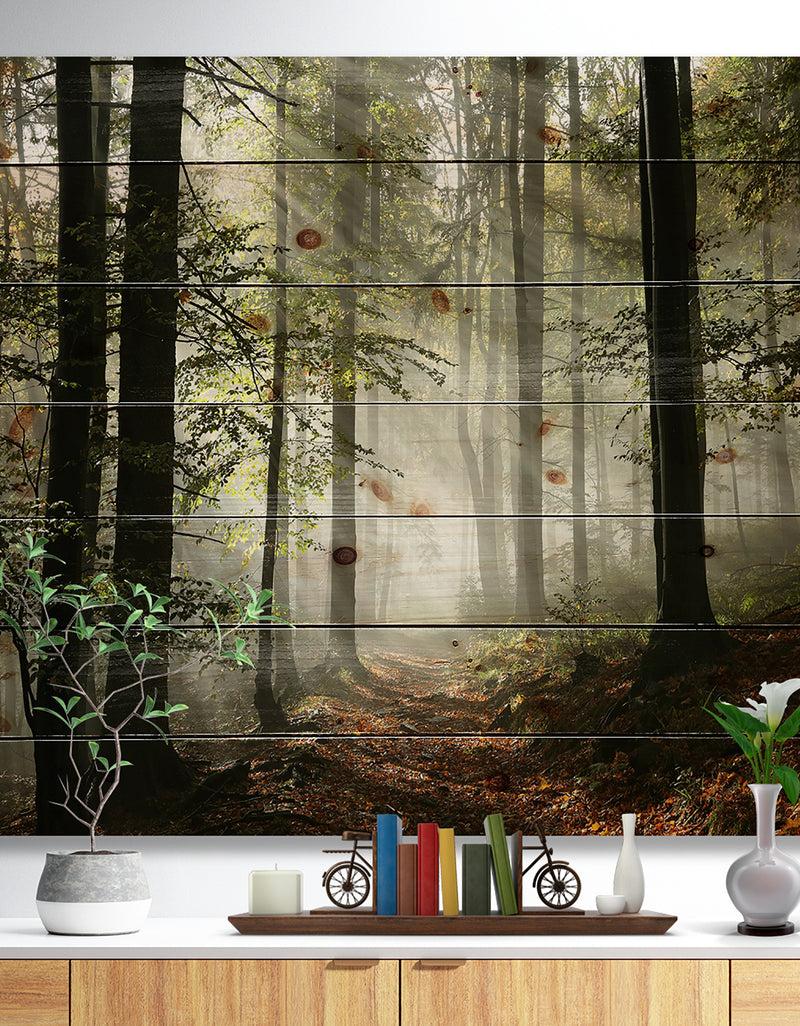 designq Light in Dense Fall Forest with Fog - Landscape Print on Natural Pine Wood