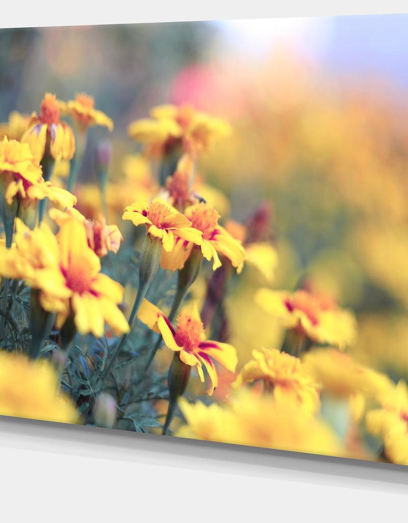 Designq Pale Yellow Marigold Flowers - Extra Large Floral Canvas Art