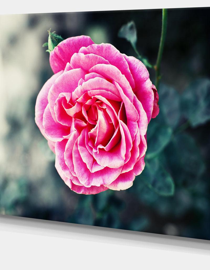 Designq Red Rose In Vintage Style - Floral Digital Art Canvas Print