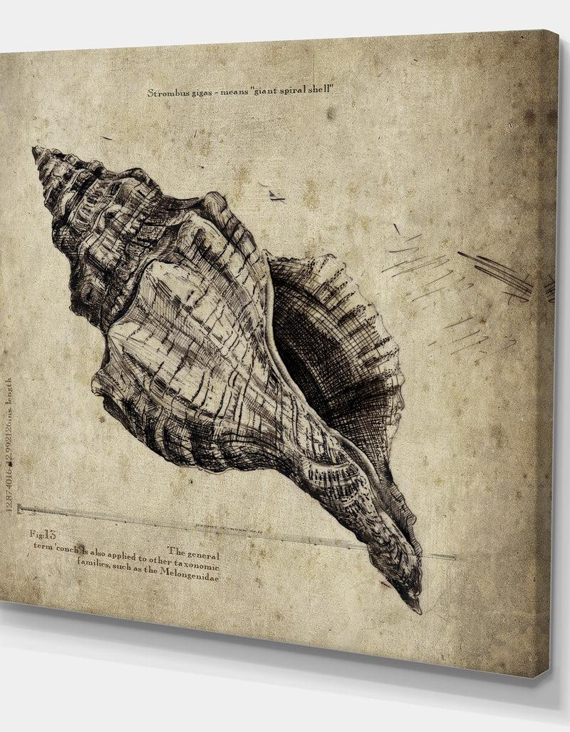 Designq Sea Shell Old Style Sketch II - Nautical & Coastal Canvas Artwork