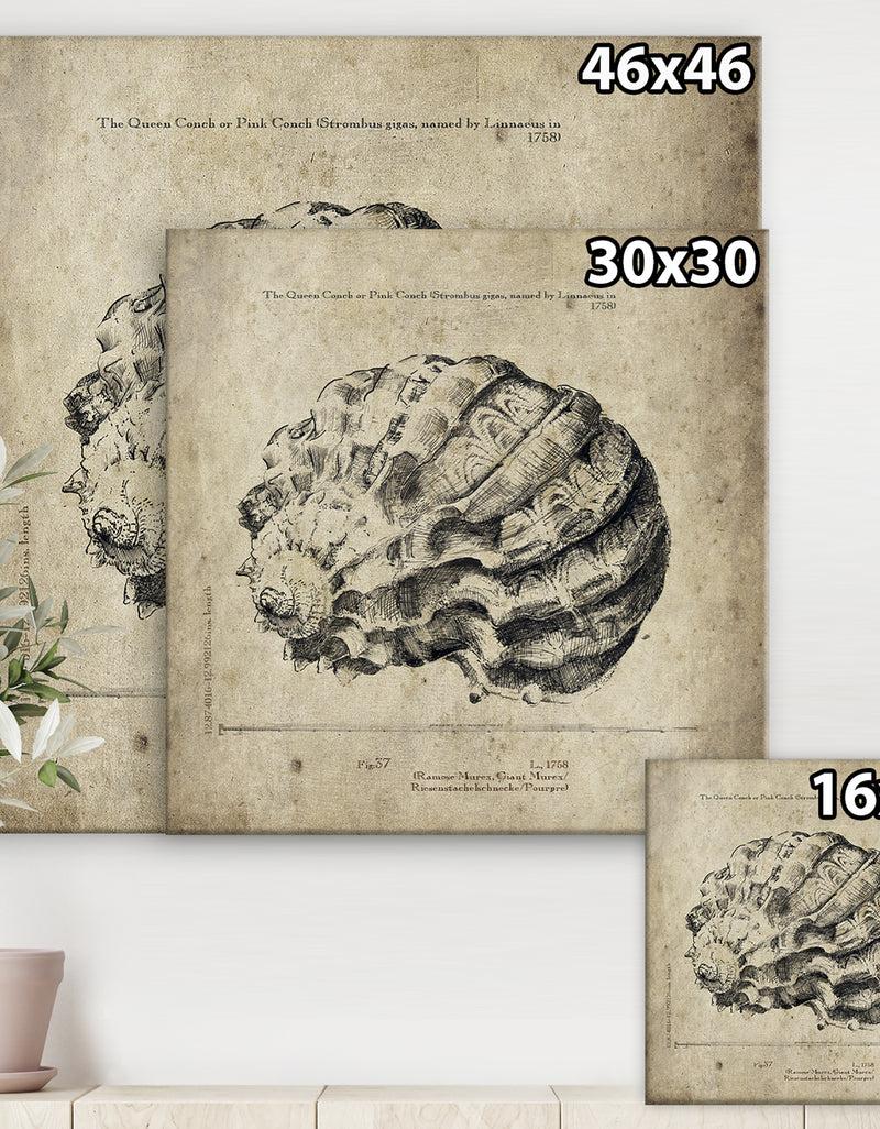Designq Sea Shell Old Style Sketch III - Nautical & Coastal Premium Canvas Wall Art