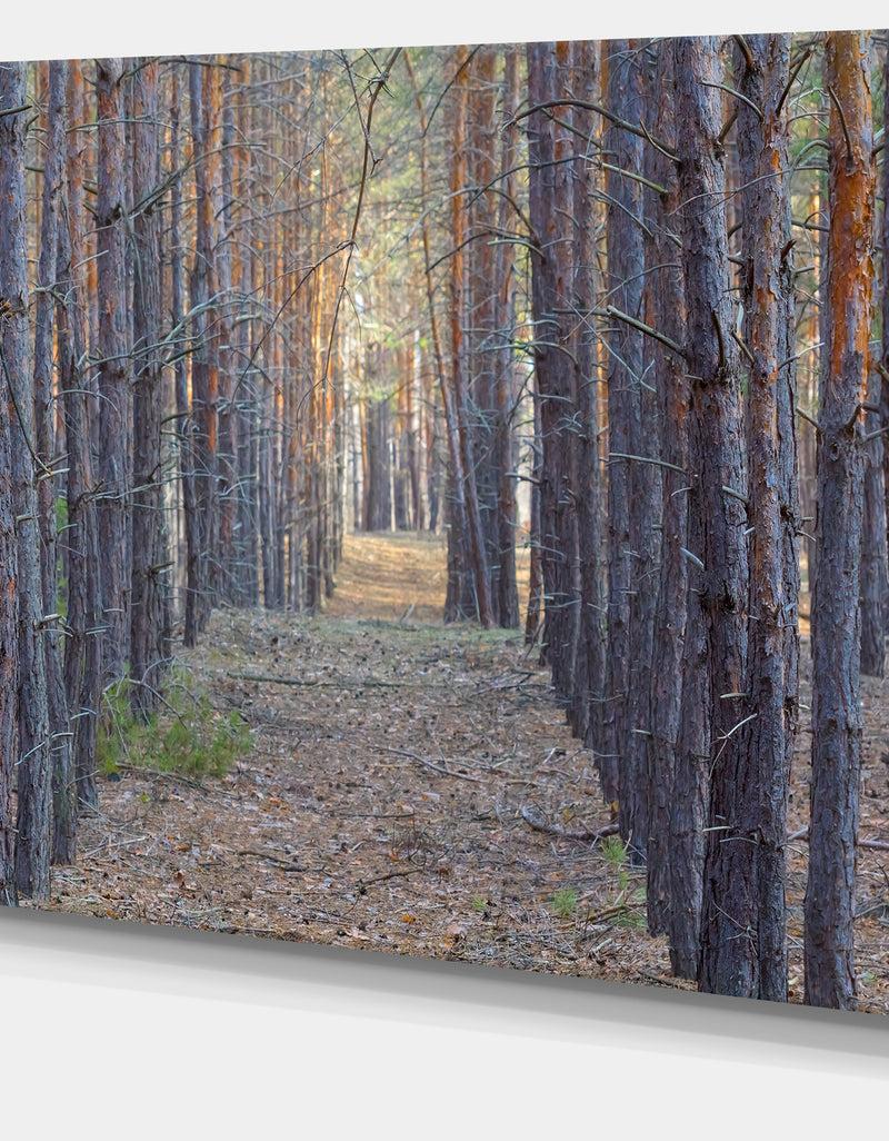 Designq Slender Pine Tree Forest Photography - Modern Forest Canvas Art