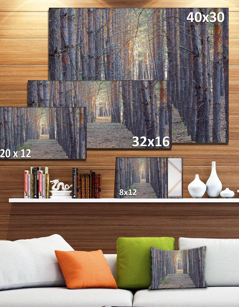 Designq Slender Pine Tree Forest Photography - Modern Forest Canvas Art