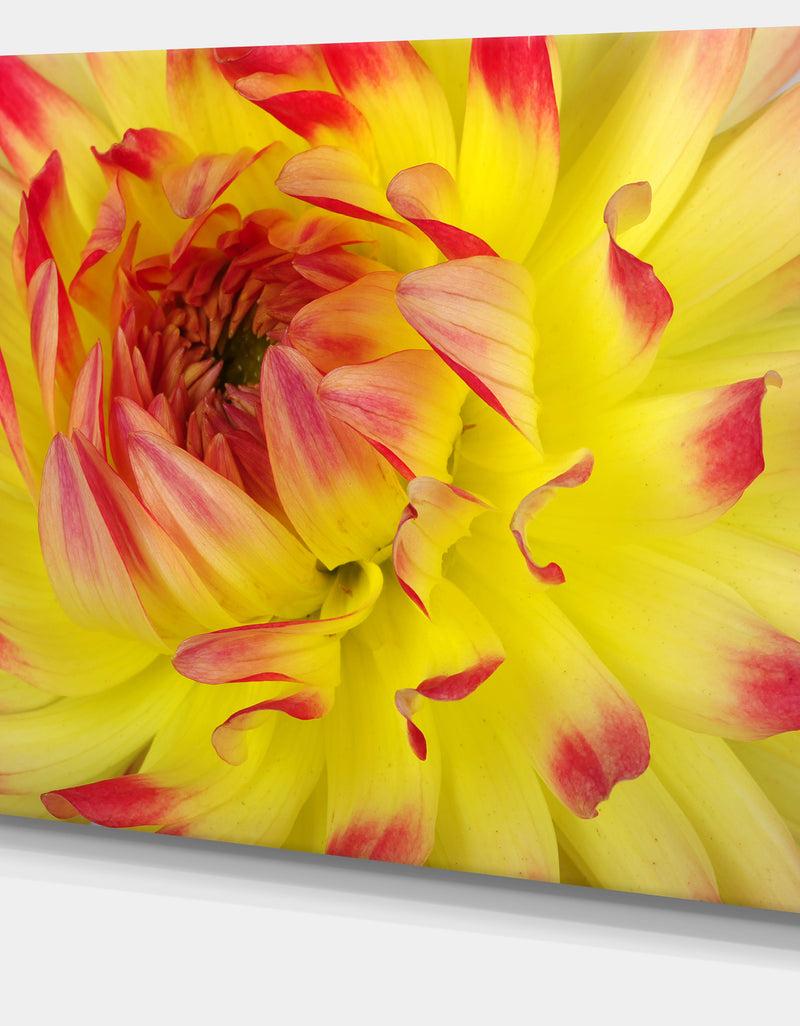 Designq Smooth Yellow Red Flower Petals - Extra Large Floral Canvas Art