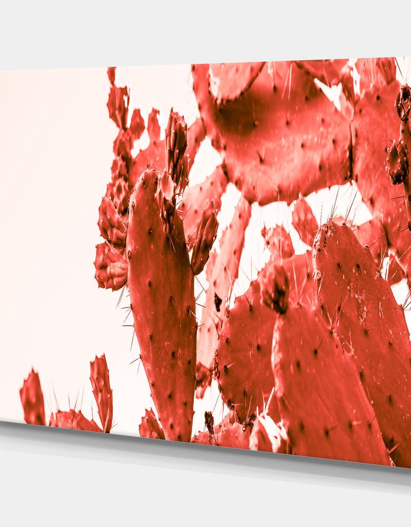 Designq Succulent Cactus Plant Part Close Up Under The Sunlight Sky Ll - Tropical Canvas Wall Art