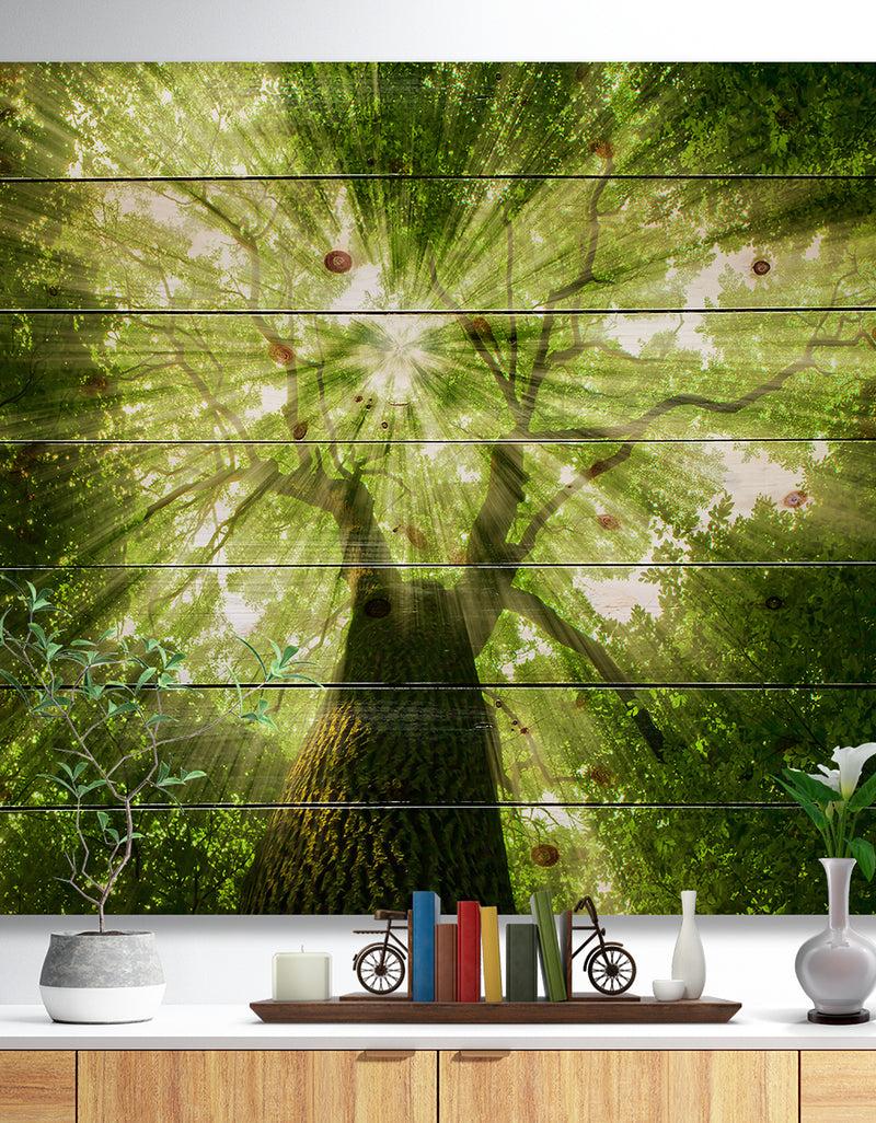 designq Sunlight Peeking through Green Tree - Landscape Print on Natural Pine Wood
