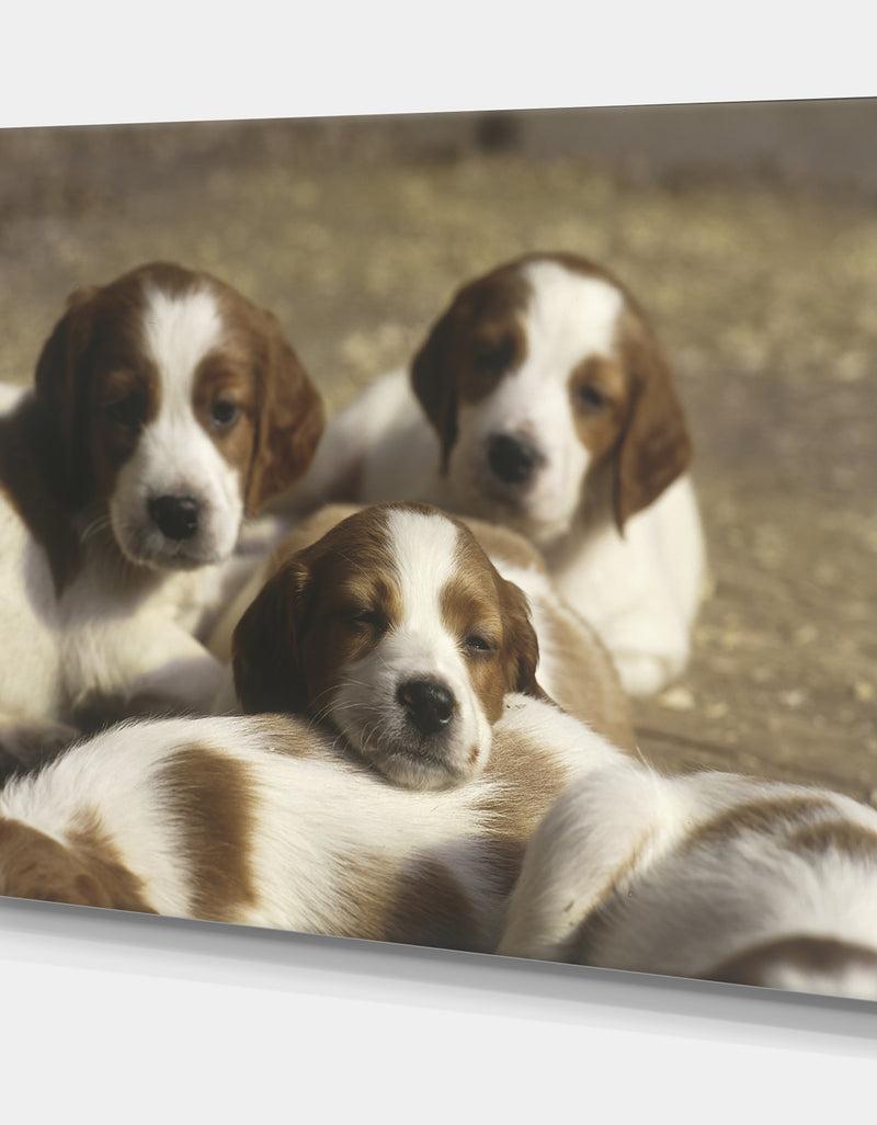 Designq Three Sweet Little Puppies - Traditional Gallery-wrapped Canvas