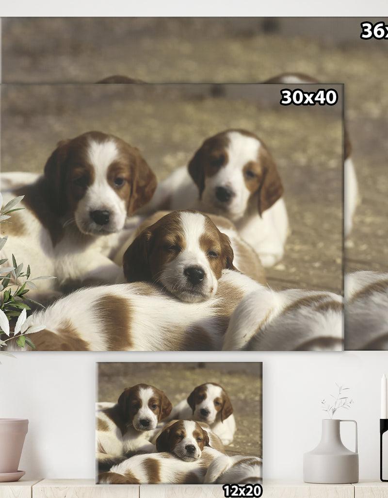 Designq Three Sweet Little Puppies - Traditional Gallery-wrapped Canvas