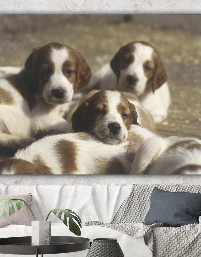 designq Three Sweet Little Puppies - Traditional Gallery-wrapped Canvas