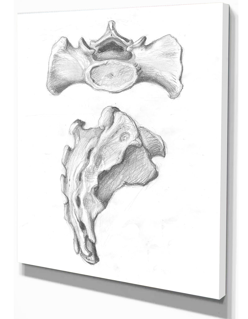 Designq Two Views Of Sacrum - Bones Painting Print On Wrapped Canvas