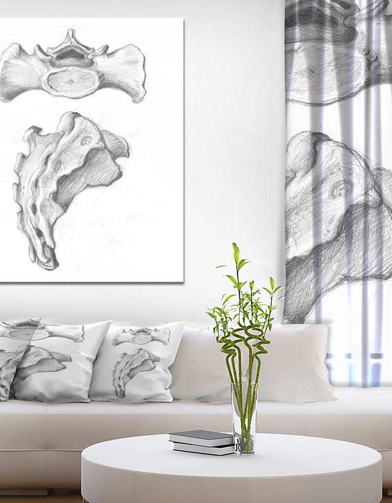 designq Two views of sacrum - Bones Painting Print on Wrapped Canvas