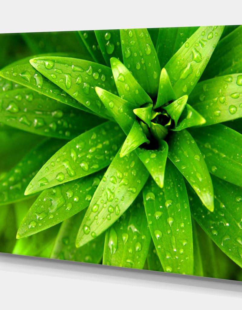 Designq Wet Foliage - Floral Photography On Wrapped Canvas