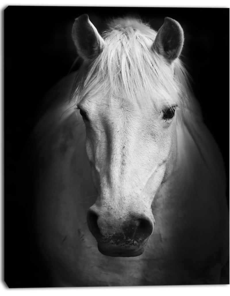 Designq White Horse Black And White - Animal Canvas Art Print