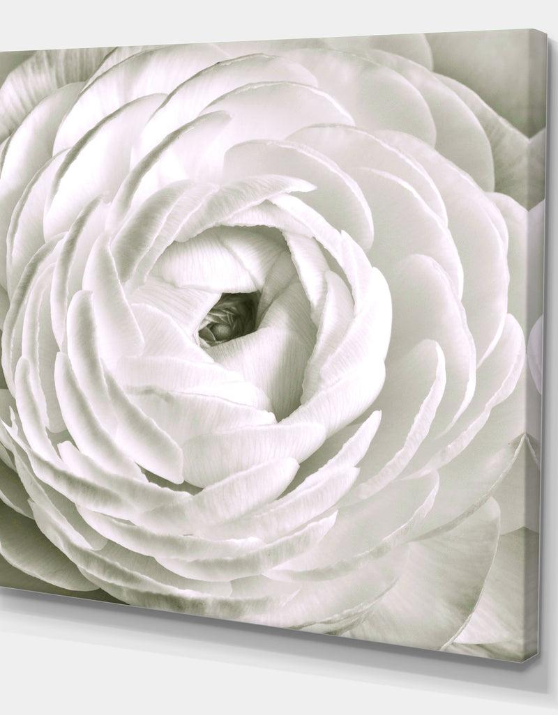 Designq White Rannunculus Close Up - Cottage Canvas Art Print
