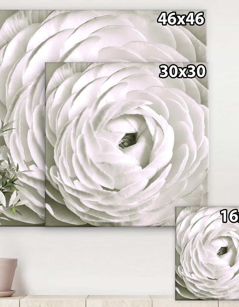 Designq White Rannunculus Close Up - Cottage Canvas Art Print