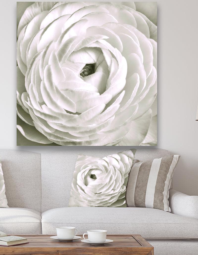 designq White Rannunculus Close up - Cottage Canvas Art Print