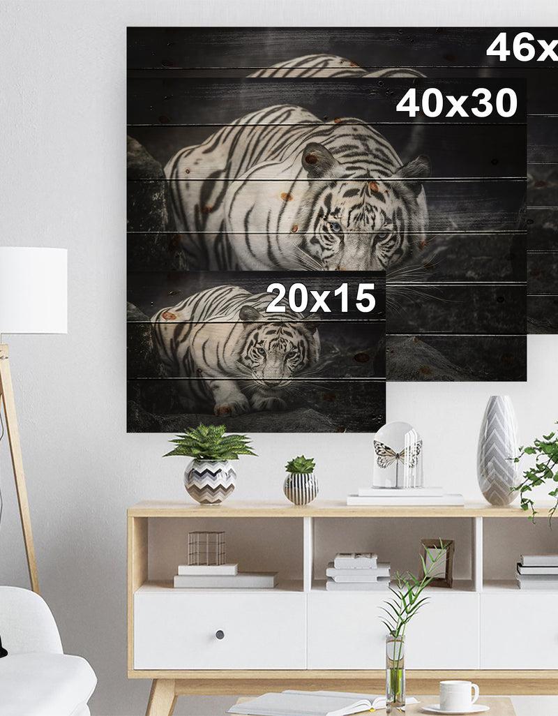 Designq White Tiger - Animal Photography Print On Natural Pine Wood