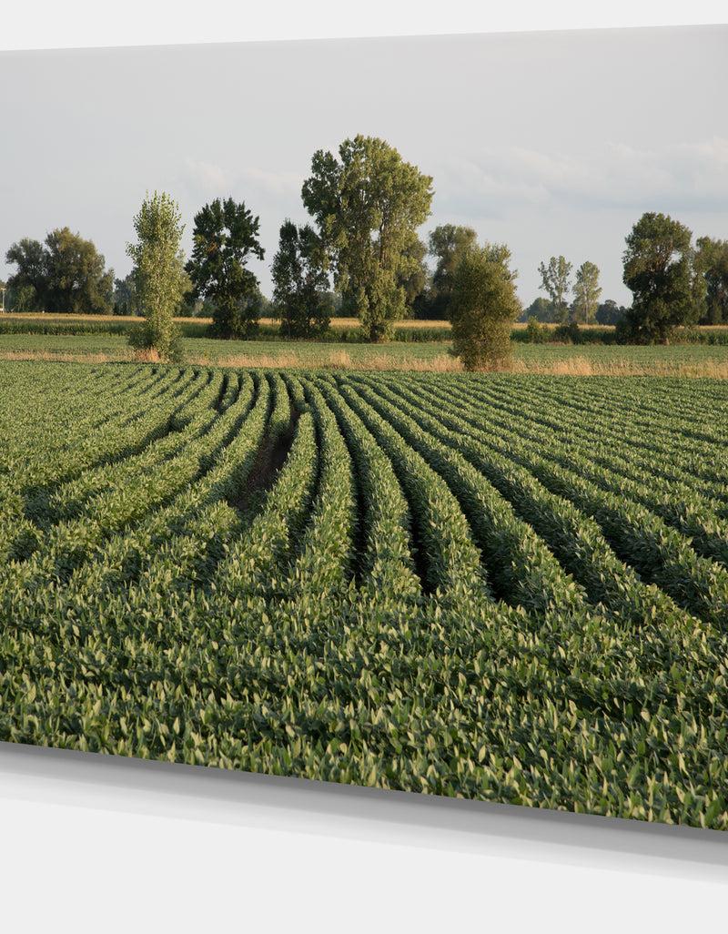 Designq Wisconsin Soybean Field Rows - Landscape Wall Artwork