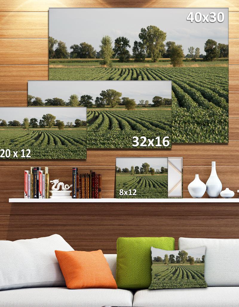 Designq Wisconsin Soybean Field Rows - Landscape Wall Artwork