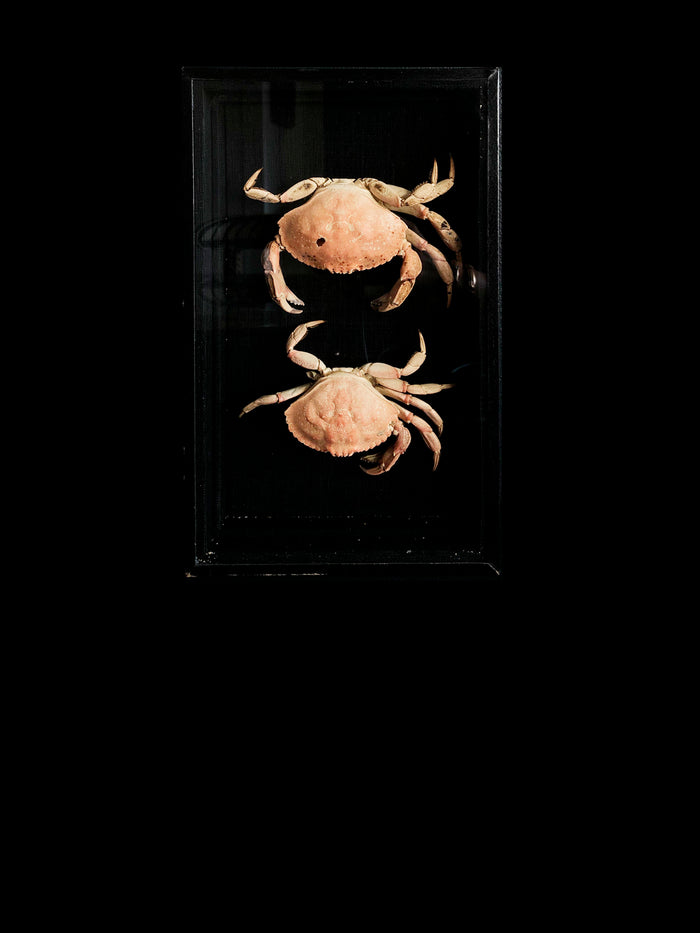 dezso by sara beltran Framed Montauk Crabs
