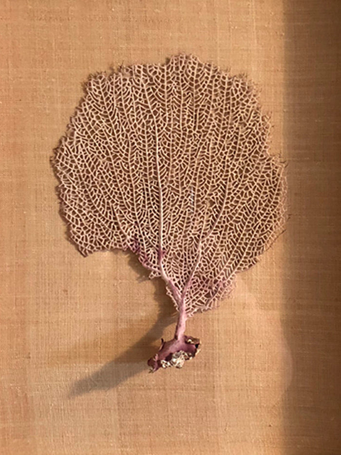 Dezso By Sara Beltran Gorgonian Coral From Tulum 2