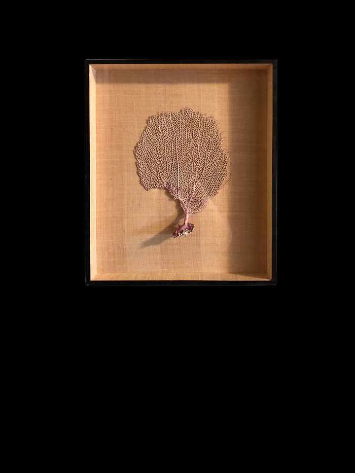 dezso by sara beltran Gorgonian Coral from Tulum 2