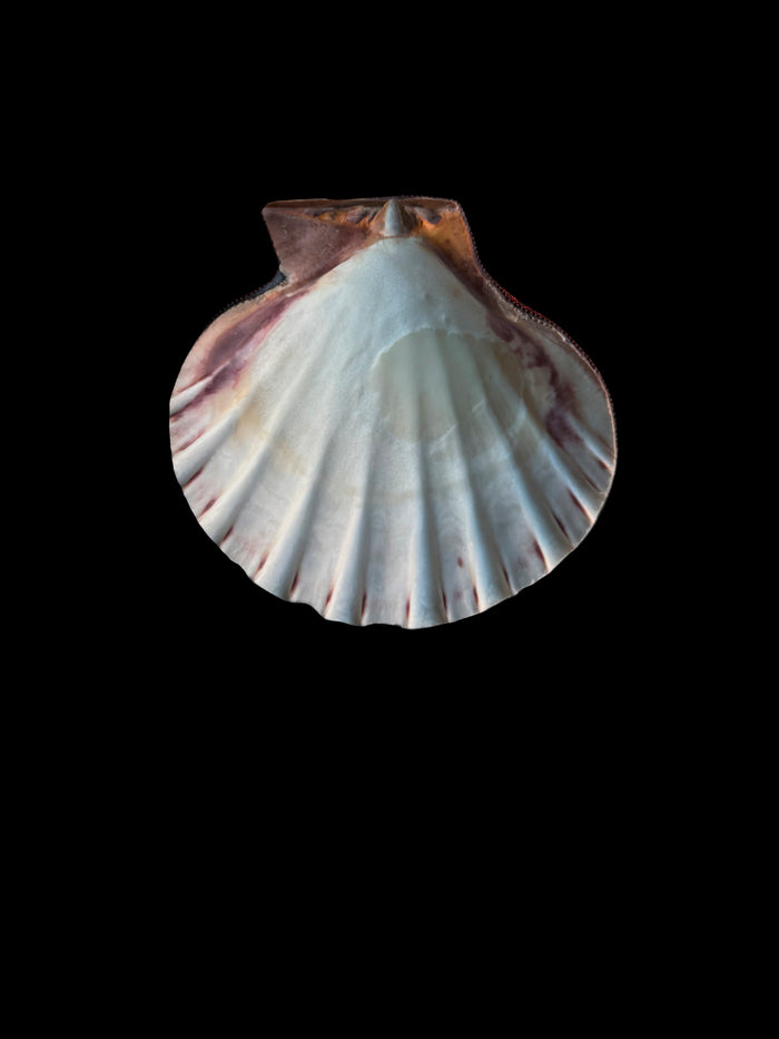 Dezso By Sara Beltran Huichol Concha