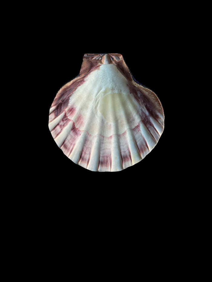 Dezso By Sara Beltran Huichol Concha