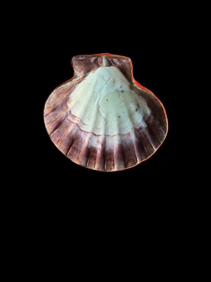 Dezso By Sara Beltran Huichol Concha