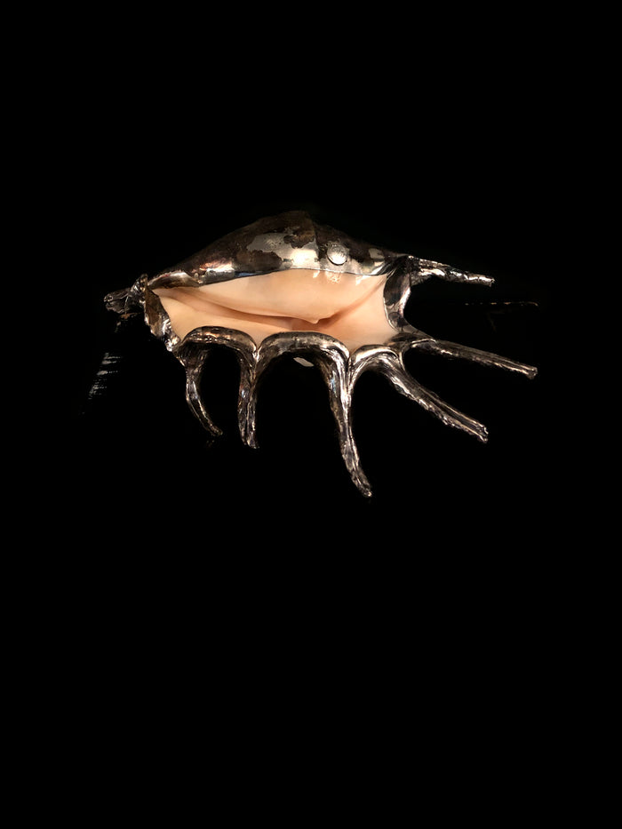 Dezso By Sara Beltran Ítalogori Shell