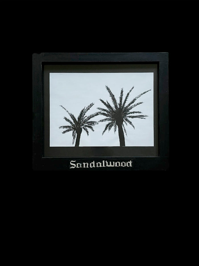 dezso by sara beltran Sandalwood Palmera