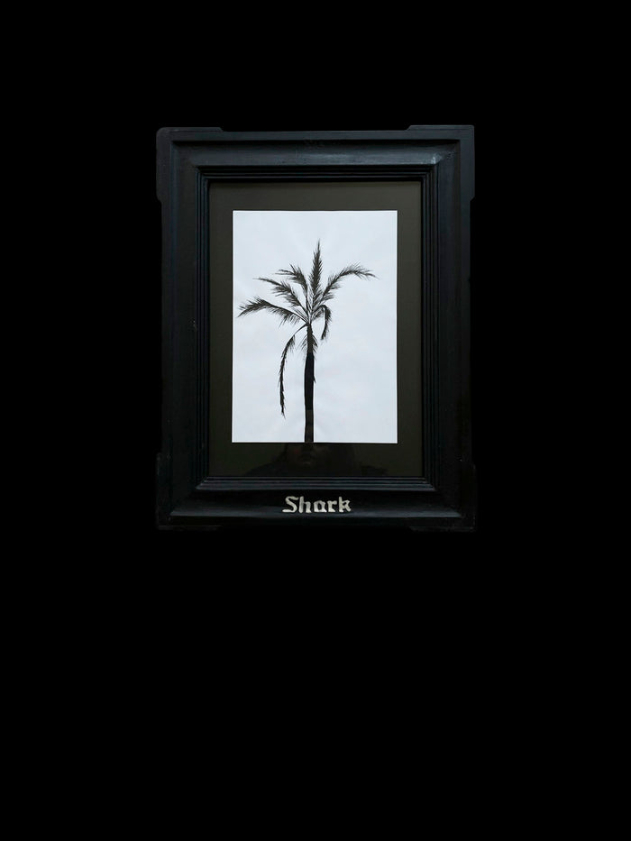 dezso by sara beltran Shark Palmera