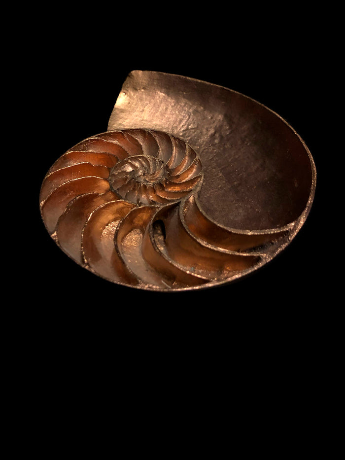 Dezso By Sara Beltran Shell Sculpture