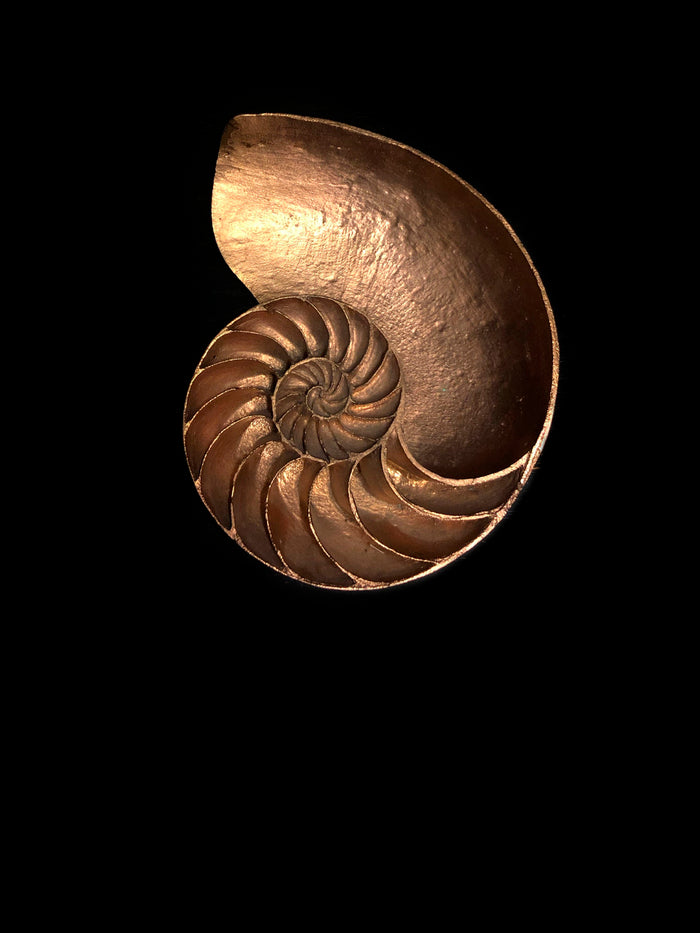 dezso by sara beltran Shell Sculpture