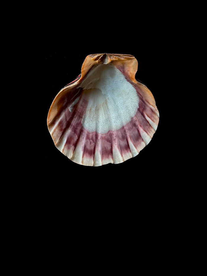 Dezso By Sara Beltran Huichol Red Black Turtle Shell