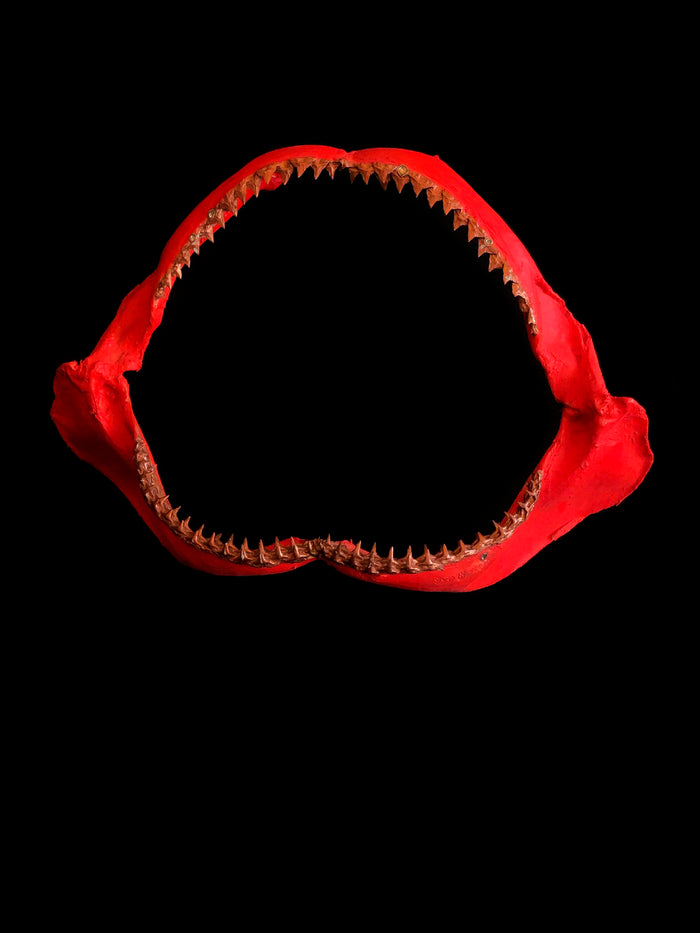dezso by sara beltran Signature Neon Dezso Shark Jaw