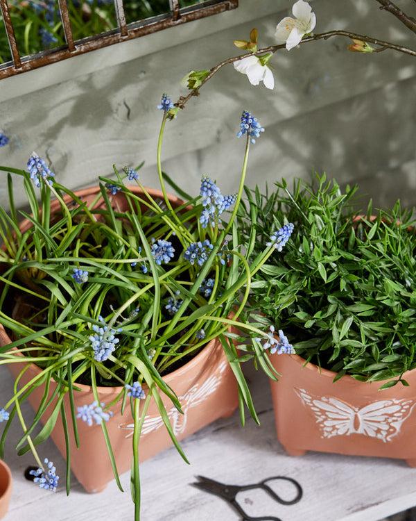 Dibor Akatsa Set Of 2 Insect Planters