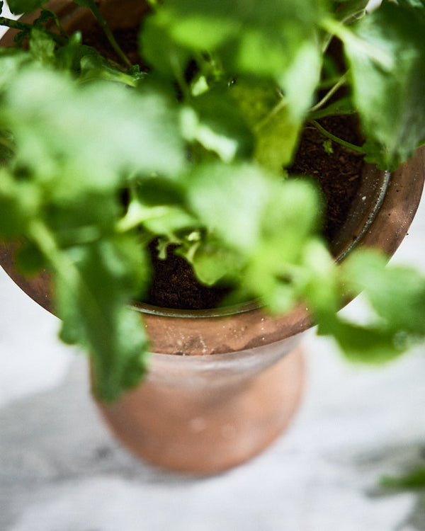 Dibor Almeria Rustic Urn Planters