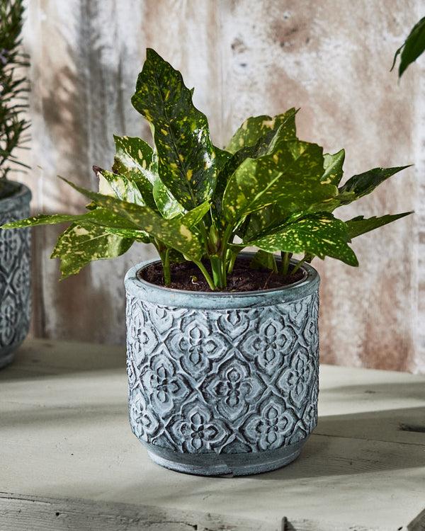 dibor Ankara Small Plant Pot