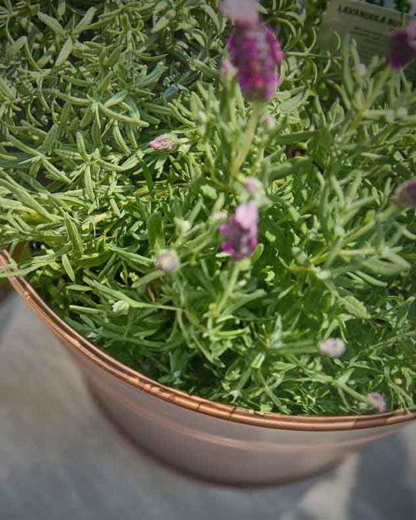 Dibor Antique Copper Bucket Planter