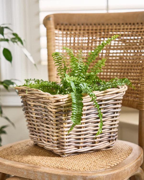 Dibor Bala Square Lined Planter Baskets